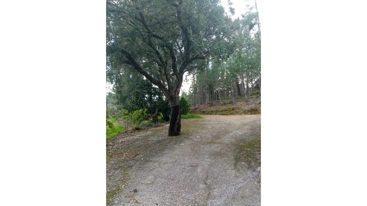 Quinta para Venda em Mação, Penhascoso e Aboboreira Foto 22