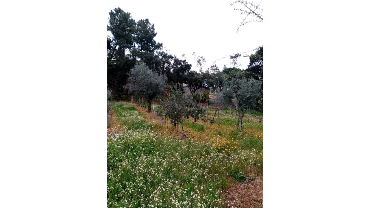 Quinta para Venda em Mação, Penhascoso e Aboboreira Foto 50