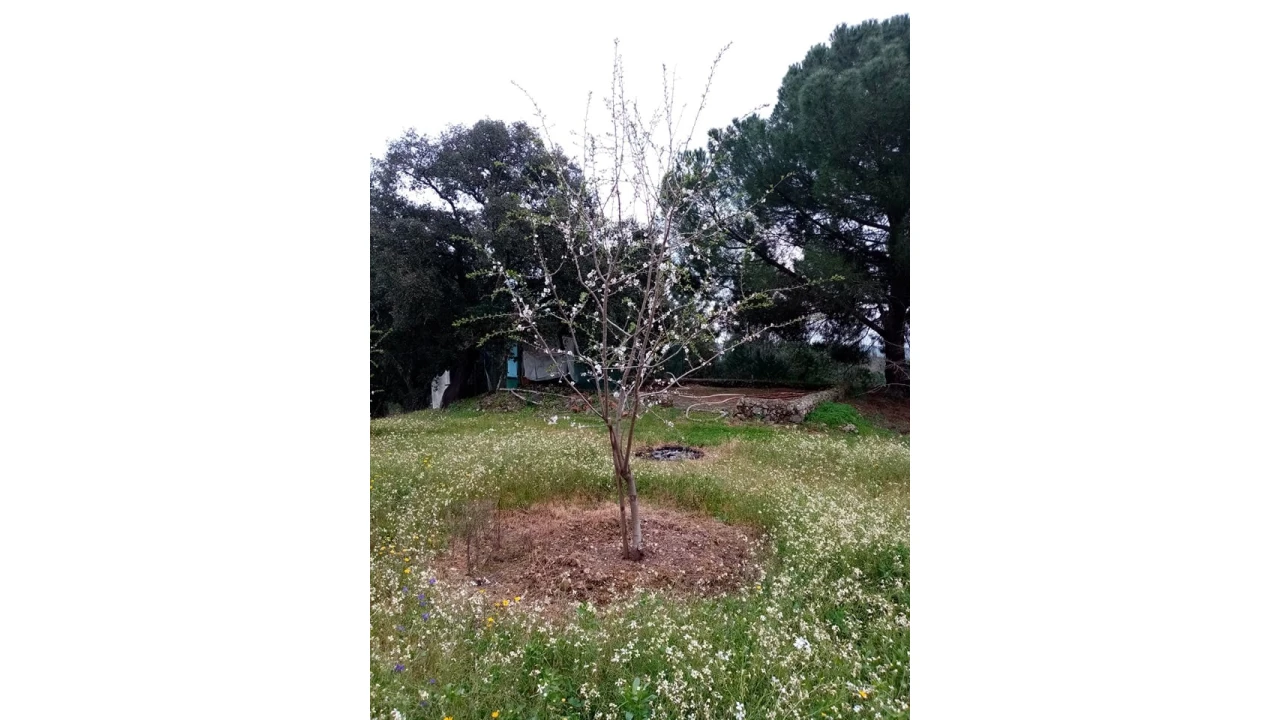 Quinta para Venda em Mação, Penhascoso e Aboboreira Foto 62