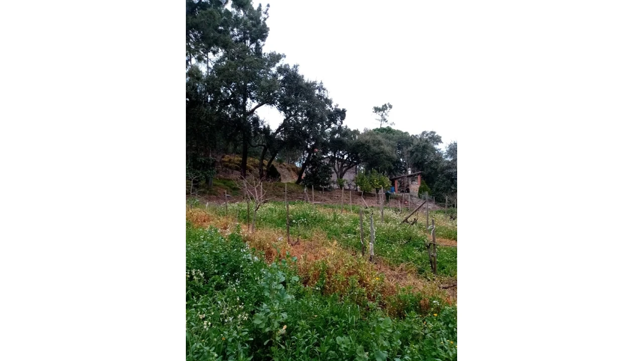 Quinta para Venda em Mação, Penhascoso e Aboboreira Foto 66