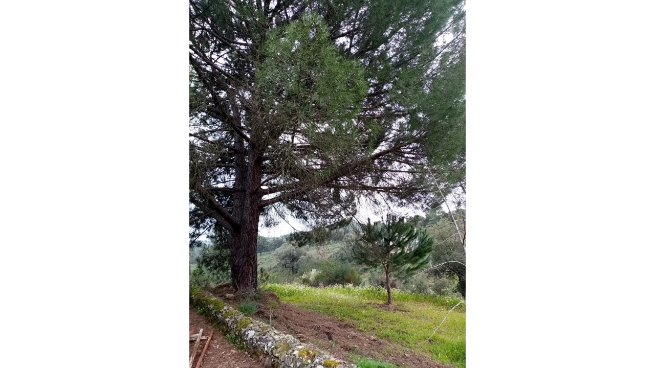 Quinta para Venda em Mação, Penhascoso e Aboboreira Foto 71