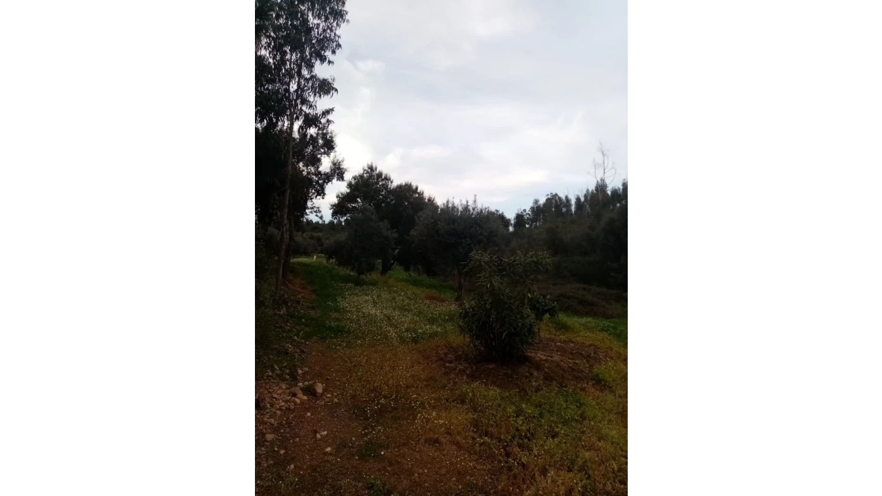 Quinta para Venda em Mação, Penhascoso e Aboboreira Foto 72