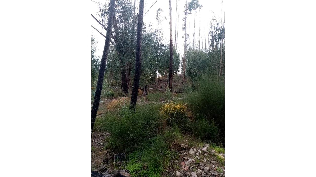 Quinta para Venda em Mação, Penhascoso e Aboboreira Foto 82