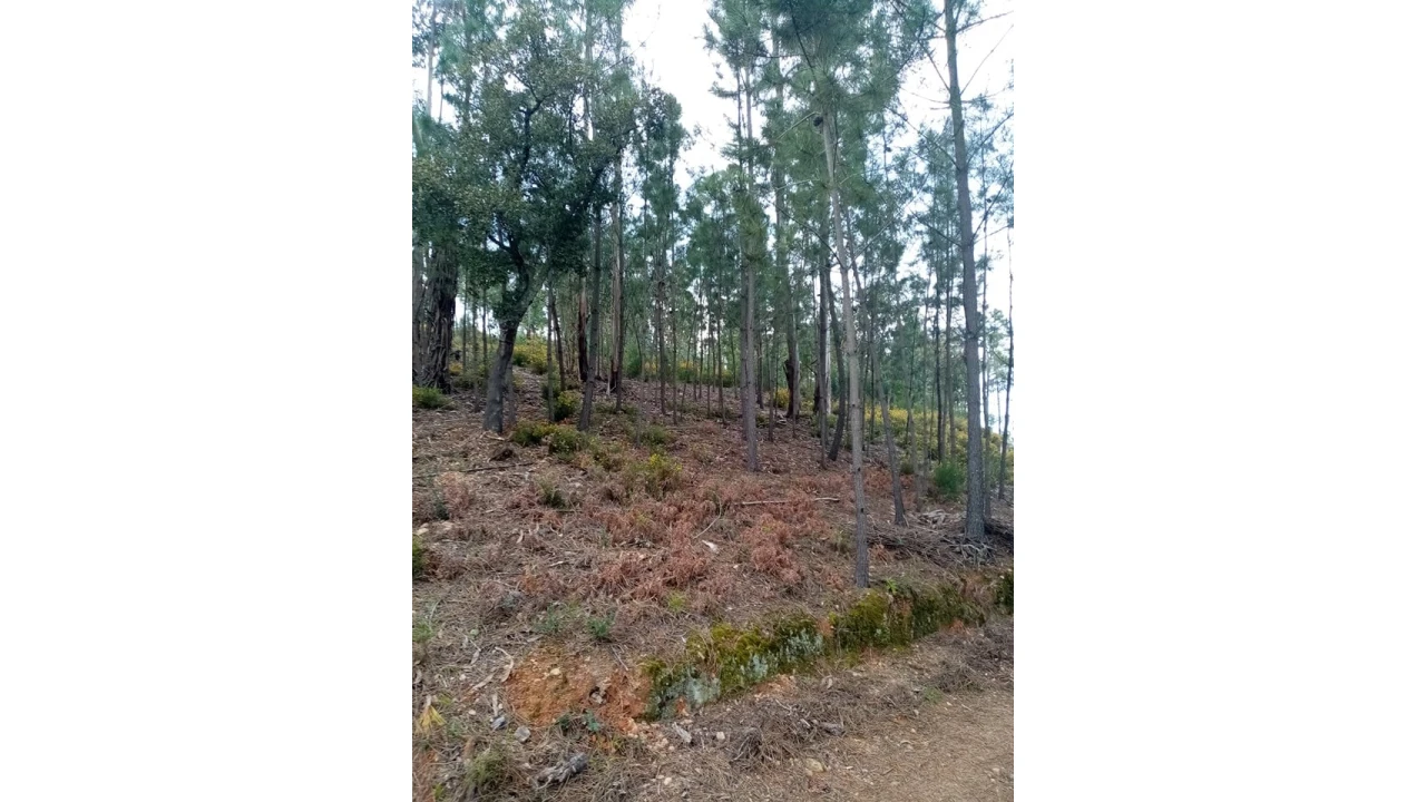 Quinta para Venda em Mação, Penhascoso e Aboboreira Foto 86