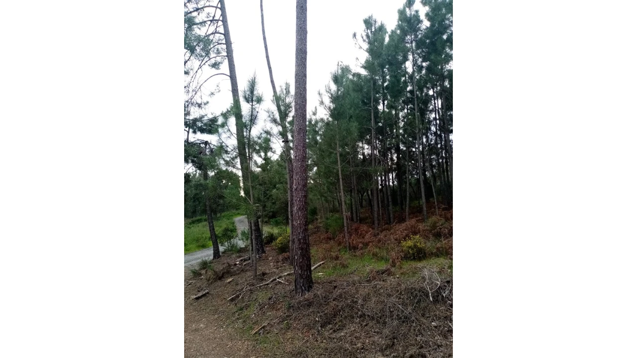 Quinta para Venda em Mação, Penhascoso e Aboboreira Foto 87