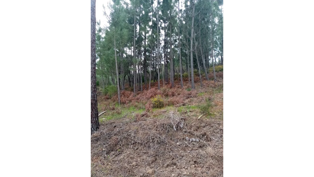 Quinta para Venda em Mação, Penhascoso e Aboboreira Foto 88