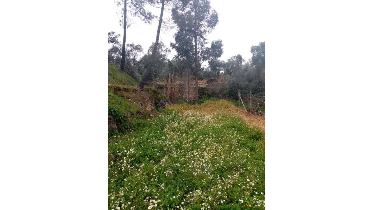 Quinta para Venda em Mação, Penhascoso e Aboboreira Foto 100