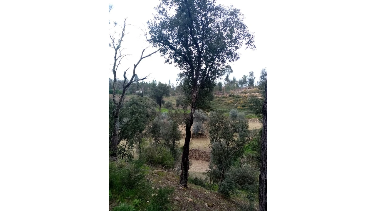 Quinta para Venda em Mação, Penhascoso e Aboboreira Foto 104