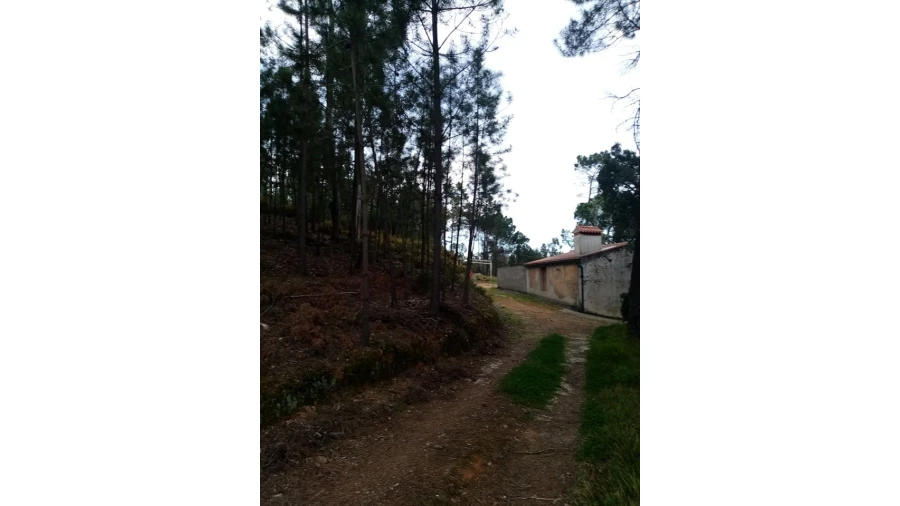 Quinta para Venda em Mação, Penhascoso e Aboboreira Foto 19