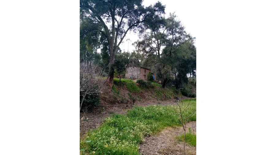 Quinta para Venda em Mação, Penhascoso e Aboboreira Foto 30