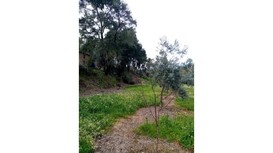 Quinta para Venda em Mação, Penhascoso e Aboboreira Foto 31