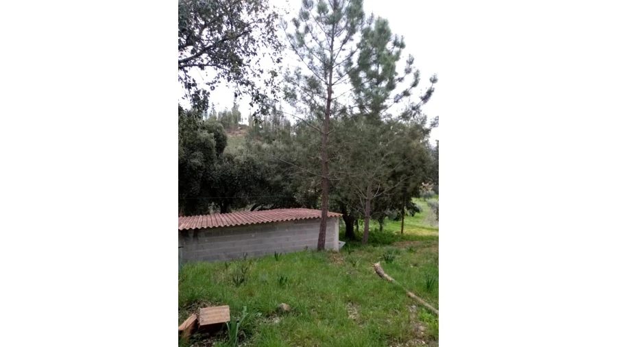 Quinta para Venda em Mação, Penhascoso e Aboboreira Foto 36