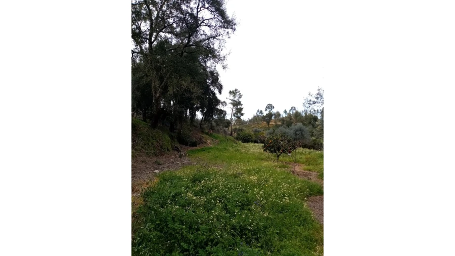 Quinta para Venda em Mação, Penhascoso e Aboboreira Foto 49