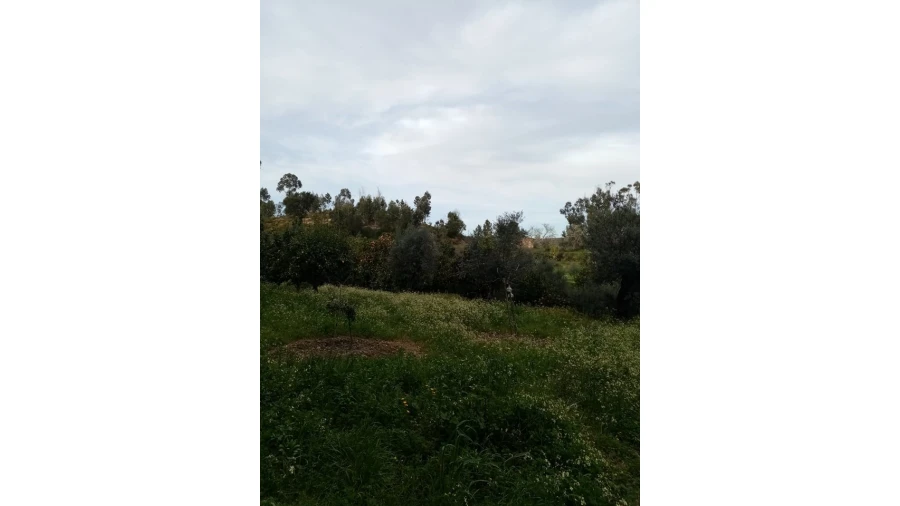 Quinta para Venda em Mação, Penhascoso e Aboboreira Foto 53