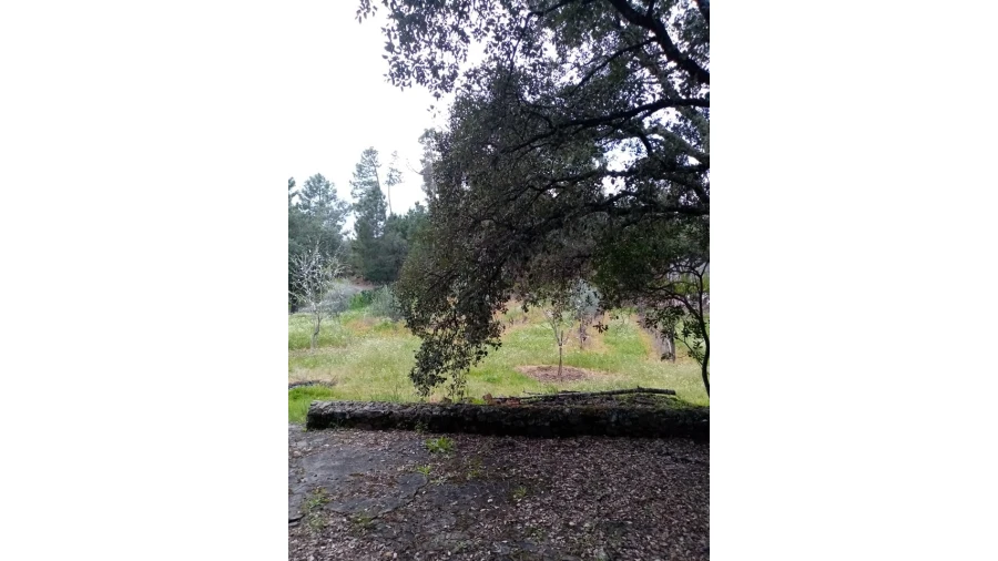 Quinta para Venda em Mação, Penhascoso e Aboboreira Foto 54