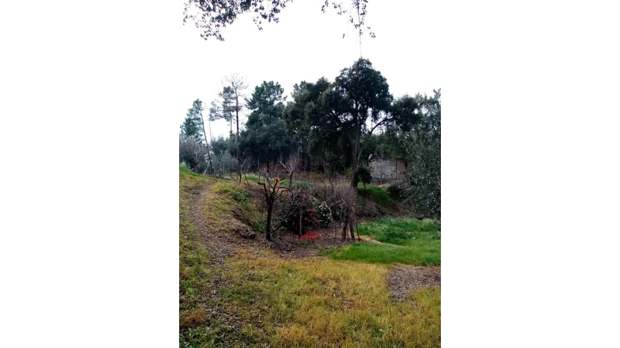 Quinta para Venda em Mação, Penhascoso e Aboboreira Foto 55