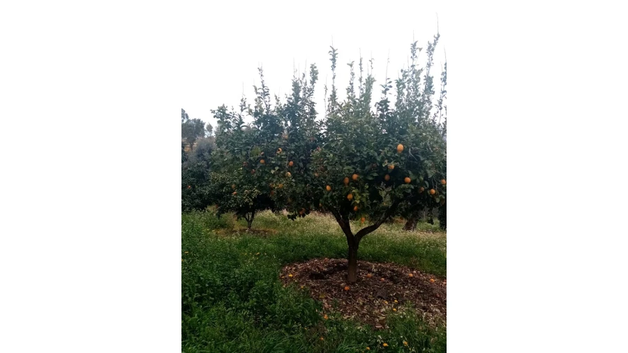 Quinta para Venda em Mação, Penhascoso e Aboboreira Foto 58