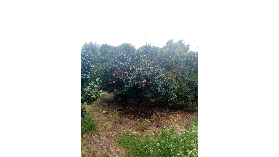 Quinta para Venda em Mação, Penhascoso e Aboboreira Foto 59