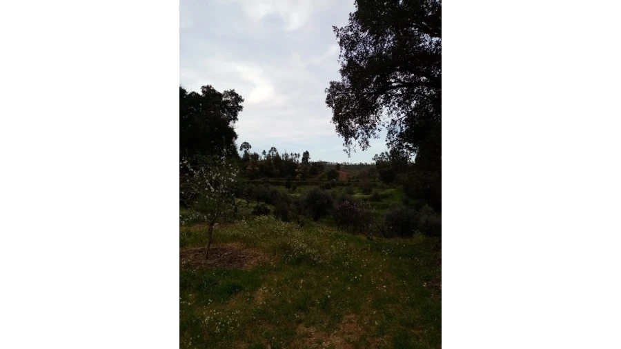 Quinta para Venda em Mação, Penhascoso e Aboboreira Foto 60