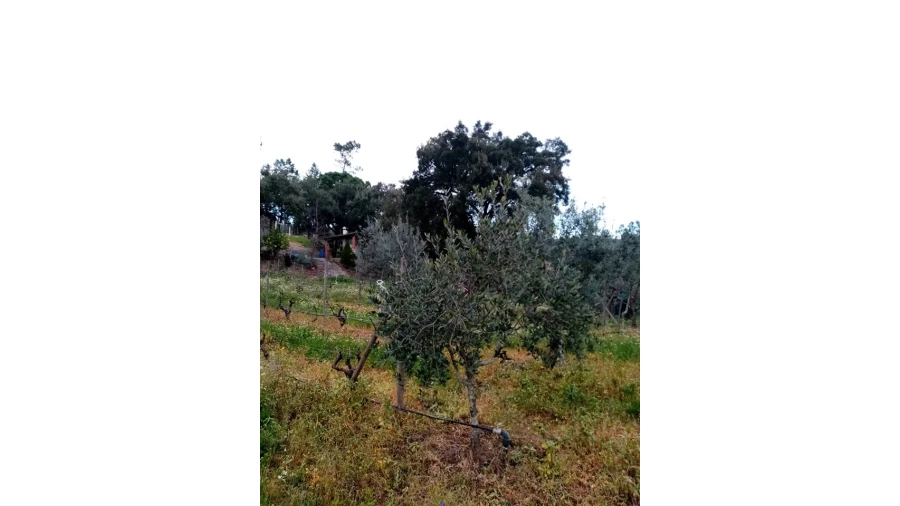 Quinta para Venda em Mação, Penhascoso e Aboboreira Foto 61