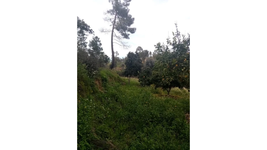 Quinta para Venda em Mação, Penhascoso e Aboboreira Foto 63