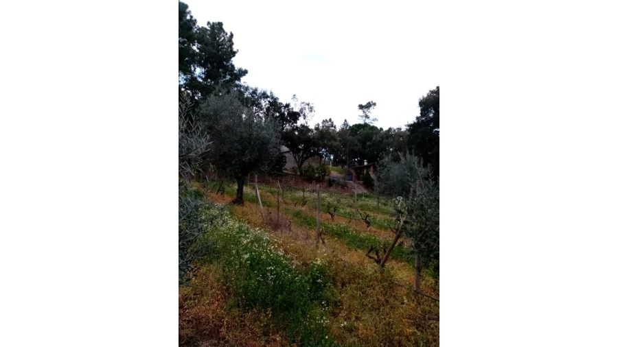 Quinta para Venda em Mação, Penhascoso e Aboboreira Foto 64