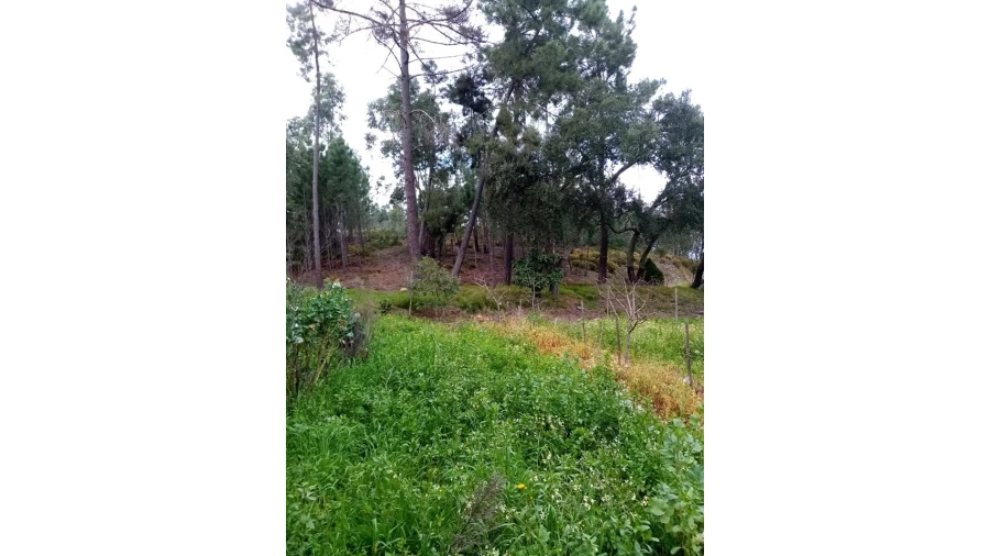 Quinta para Venda em Mação, Penhascoso e Aboboreira Foto 65