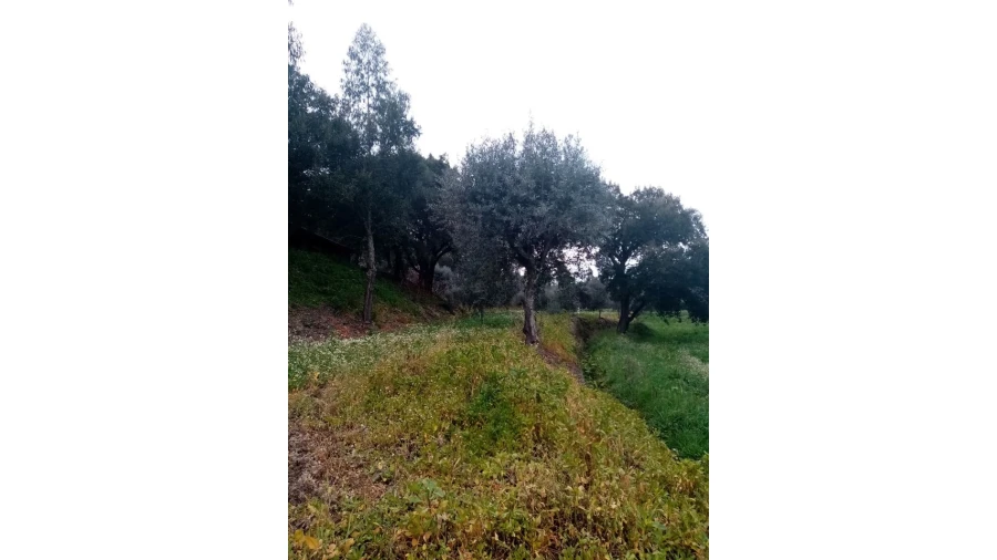 Quinta para Venda em Mação, Penhascoso e Aboboreira Foto 68