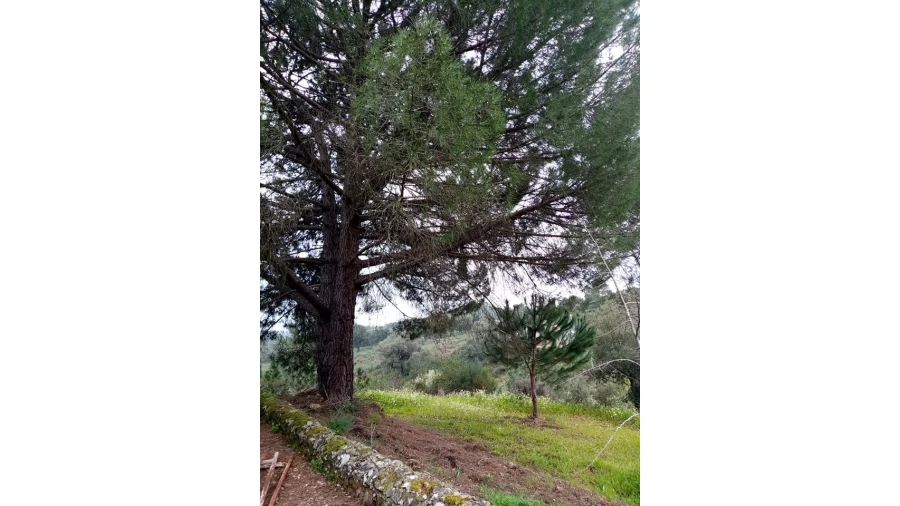 Quinta para Venda em Mação, Penhascoso e Aboboreira Foto 71