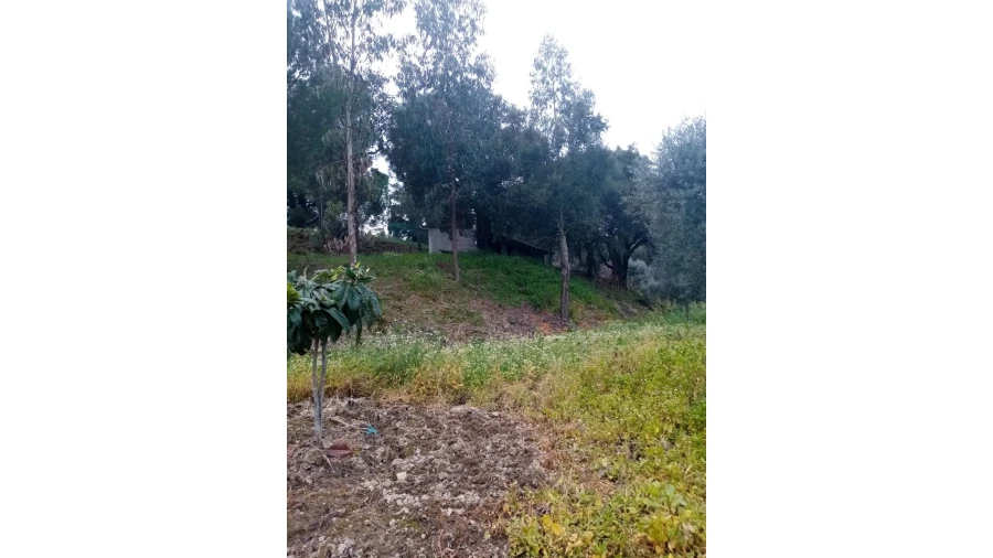 Quinta para Venda em Mação, Penhascoso e Aboboreira Foto 73