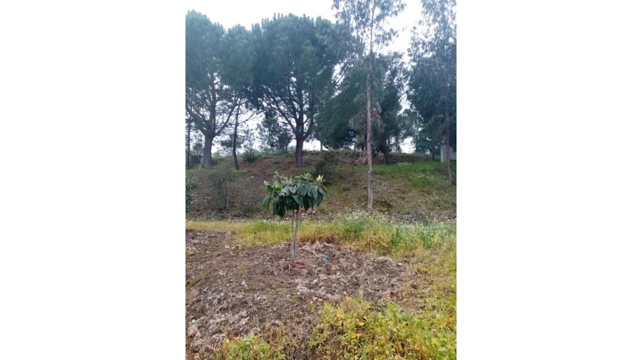 Quinta para Venda em Mação, Penhascoso e Aboboreira Foto 80