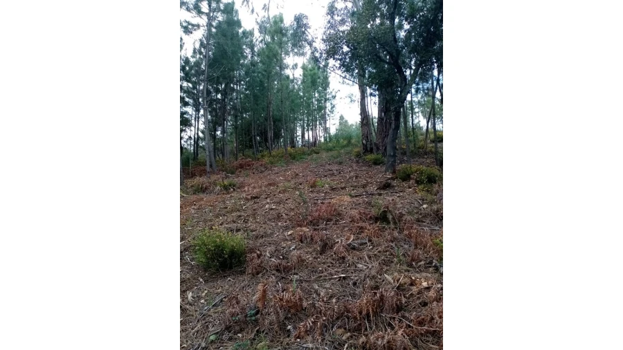 Quinta para Venda em Mação, Penhascoso e Aboboreira Foto 83