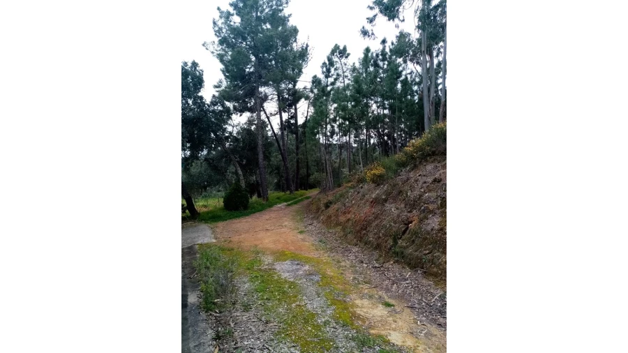 Quinta para Venda em Mação, Penhascoso e Aboboreira Foto 84