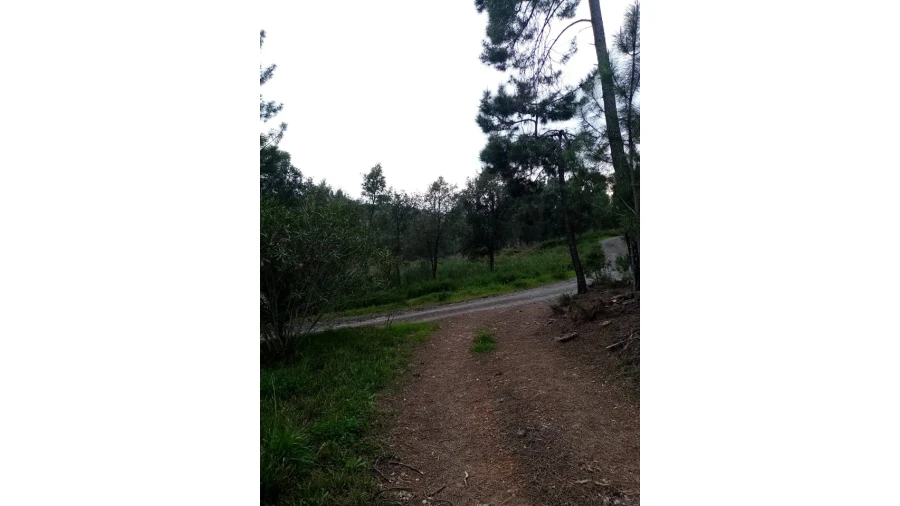 Quinta para Venda em Mação, Penhascoso e Aboboreira Foto 85