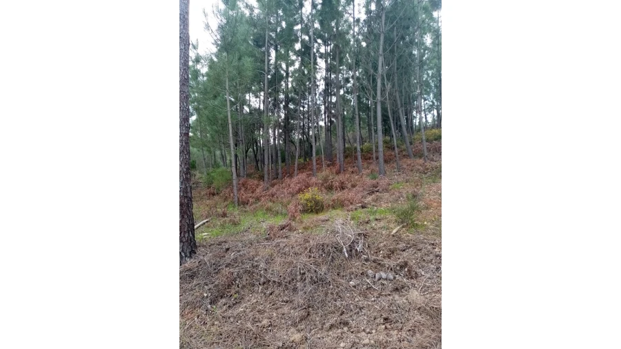 Quinta para Venda em Mação, Penhascoso e Aboboreira Foto 88