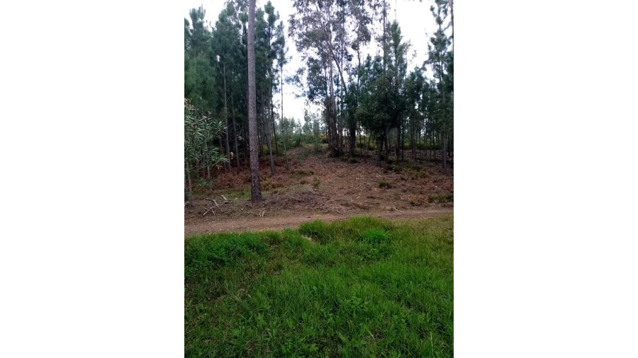 Quinta para Venda em Mação, Penhascoso e Aboboreira Foto 89