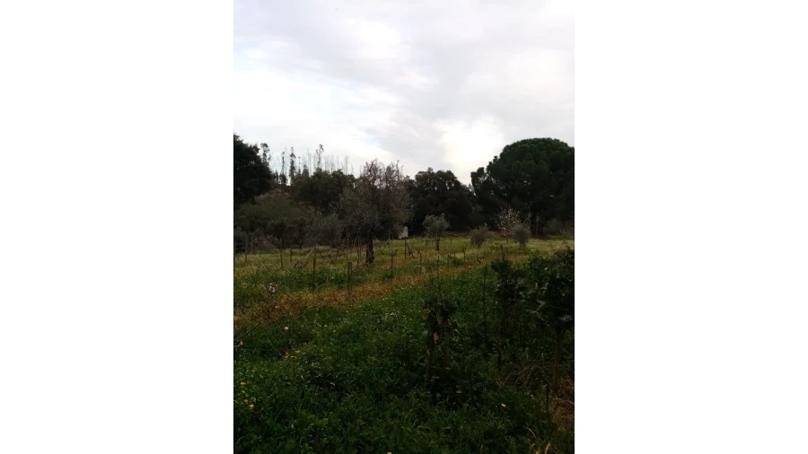 Quinta para Venda em Mação, Penhascoso e Aboboreira Foto 93