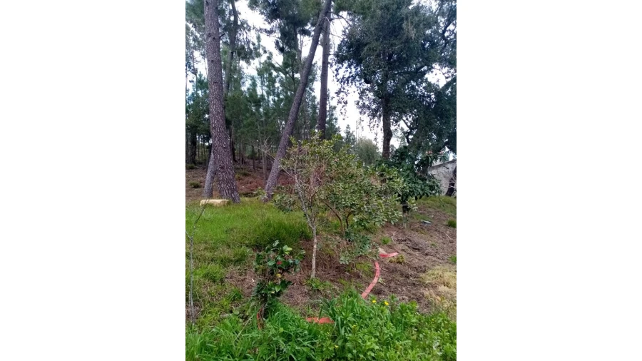 Quinta para Venda em Mação, Penhascoso e Aboboreira Foto 94