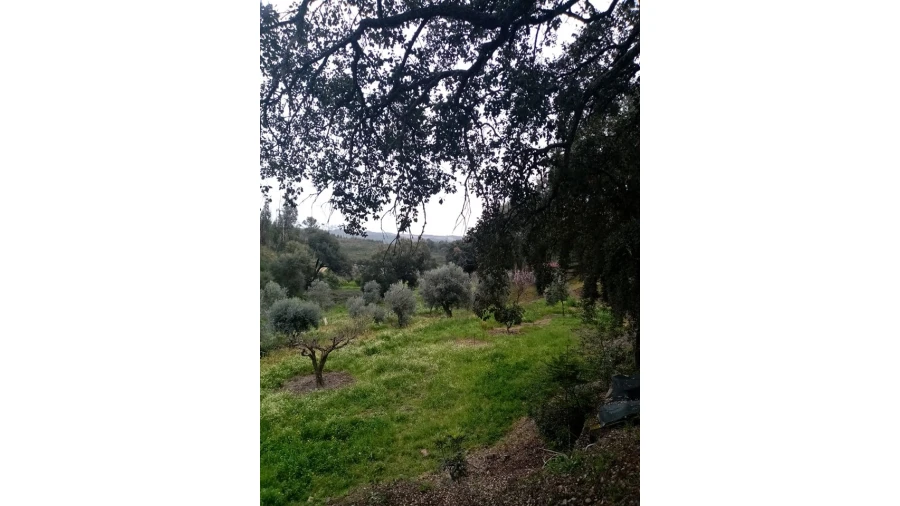 Quinta para Venda em Mação, Penhascoso e Aboboreira Foto 95