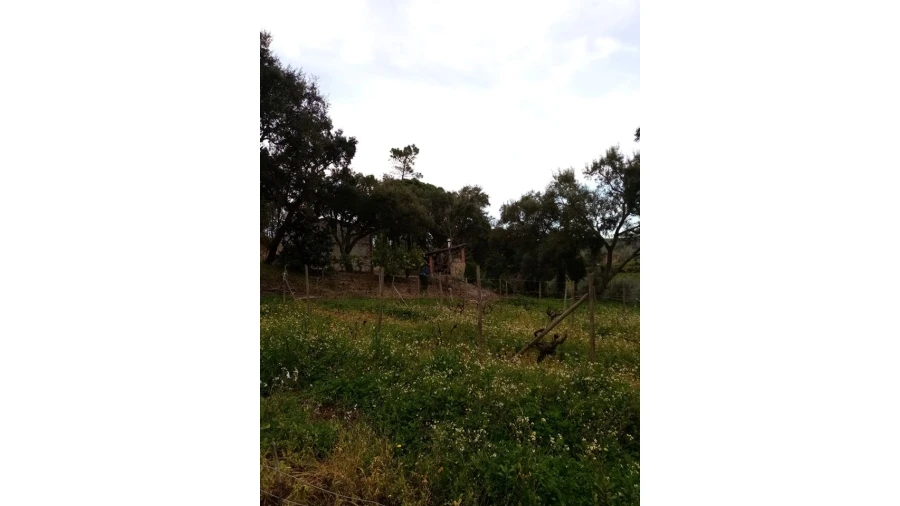 Quinta para Venda em Mação, Penhascoso e Aboboreira Foto 96