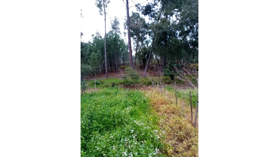 Quinta para Venda em Mação, Penhascoso e Aboboreira Foto 97