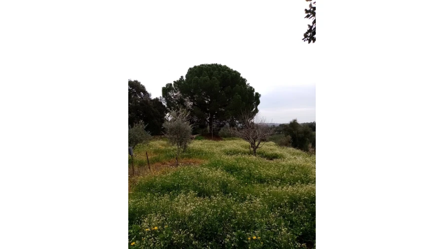 Quinta para Venda em Mação, Penhascoso e Aboboreira Foto 98