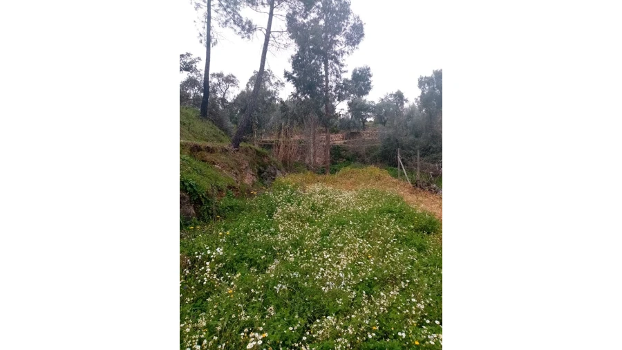 Quinta para Venda em Mação, Penhascoso e Aboboreira Foto 100