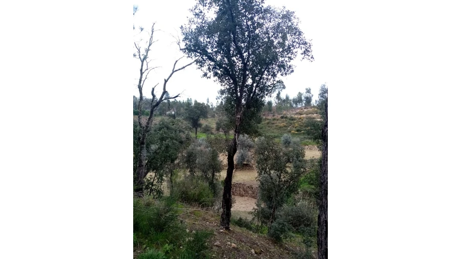 Quinta para Venda em Mação, Penhascoso e Aboboreira Foto 104