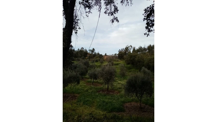 Quinta para Venda em Mação, Penhascoso e Aboboreira Foto 110