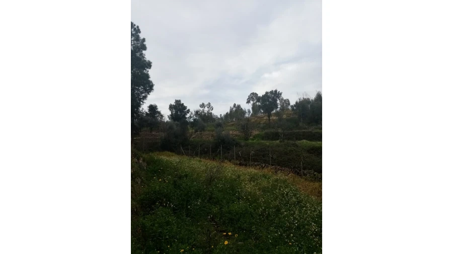 Quinta para Venda em Mação, Penhascoso e Aboboreira Foto 114