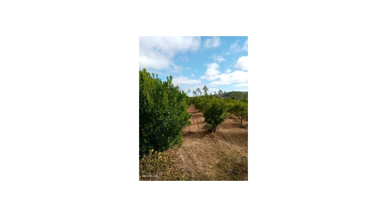 Quinta para Venda em Mação, Penhascoso e Aboboreira Foto 4