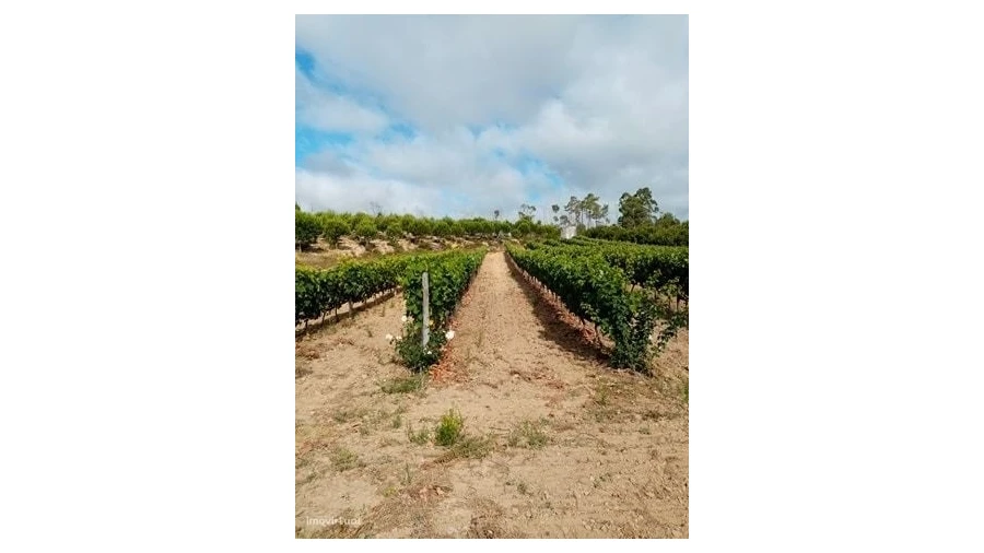 Quinta para Venda em Mação, Penhascoso e Aboboreira Foto 3