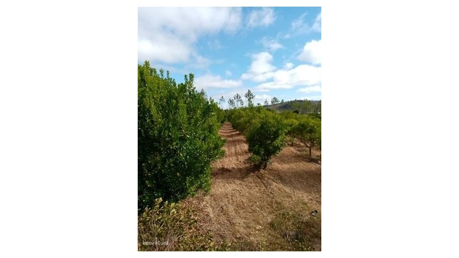 Quinta para Venda em Mação, Penhascoso e Aboboreira Foto 4