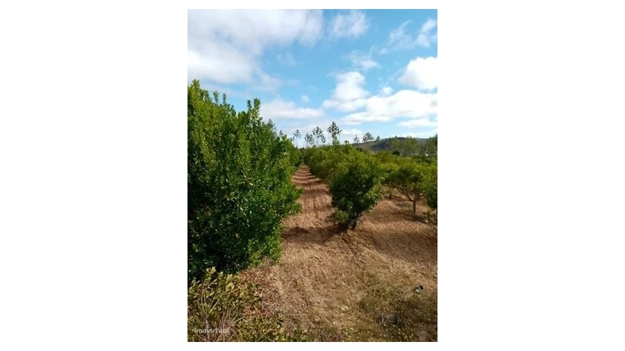 Quinta para Venda em Mação, Penhascoso e Aboboreira Foto 5
